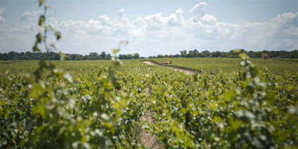 Chateau Pontet Canet Weinberg